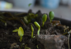 Photo of plants growing in chemical-free organic compost blend