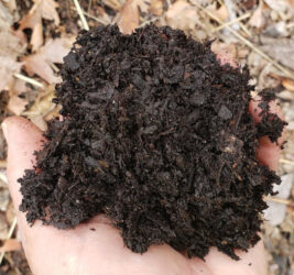 Photo of leaf compost